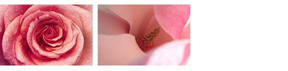 Bl&uuml;ten